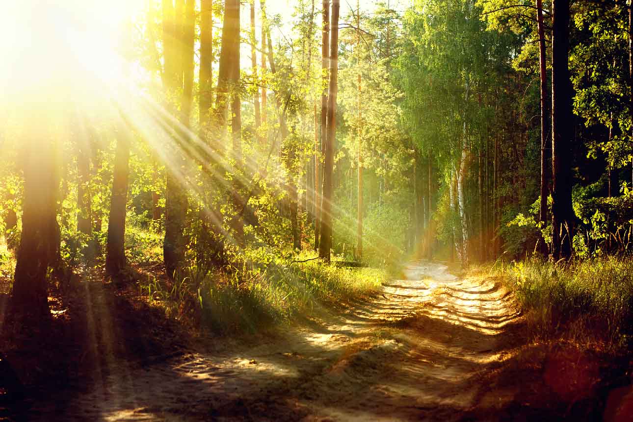 Serene forest path with light rays shining through trees